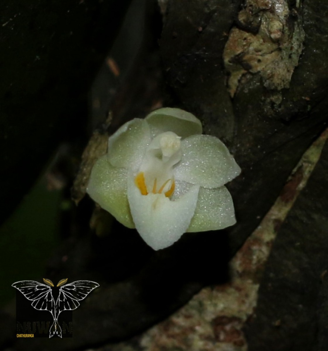 Phalaenopsis mysorensis C.J.Saldanha